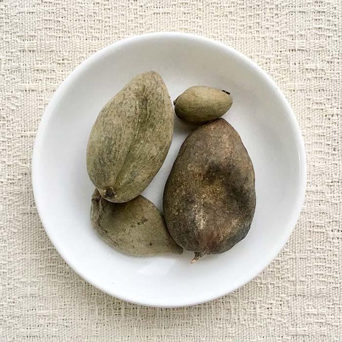 ゴバイシ（五倍子） 100ｇ ◆ 草木染染料（材料）植物・天然染料 | 
