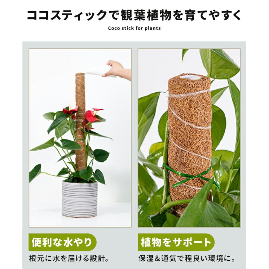 内祝い ココスティック 3本セット モンステラ 支柱 観葉植物 おしゃれ プランター 植木鉢 植物 園芸支柱 観葉支柱 ガーデニング ココスティック 支柱 Angkorgreen Com Kh