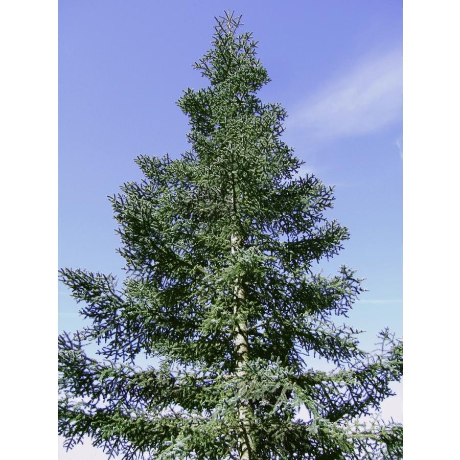 ブルーノーブルモミ 種子30粒 Blue noble fir 30 seeds : H.I.Tree C's