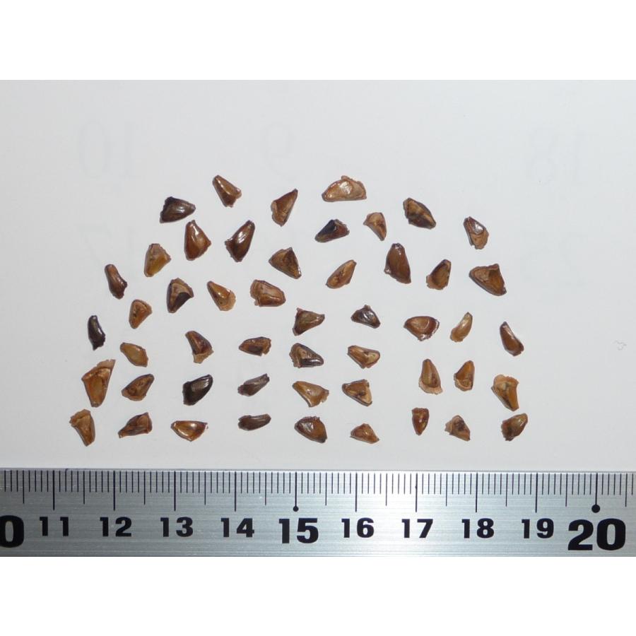 チョウセンシラベ＜朝鮮白檜＞ ［デンマーク産］ 種子50粒 Korean fir