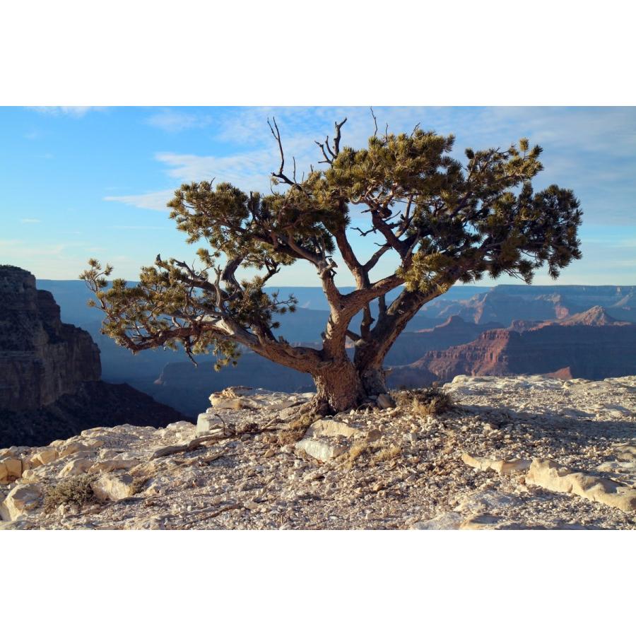 コロラドピニョンマツ＜ピニョン松＞ 種子10粒 Rocky Mountain pinyon