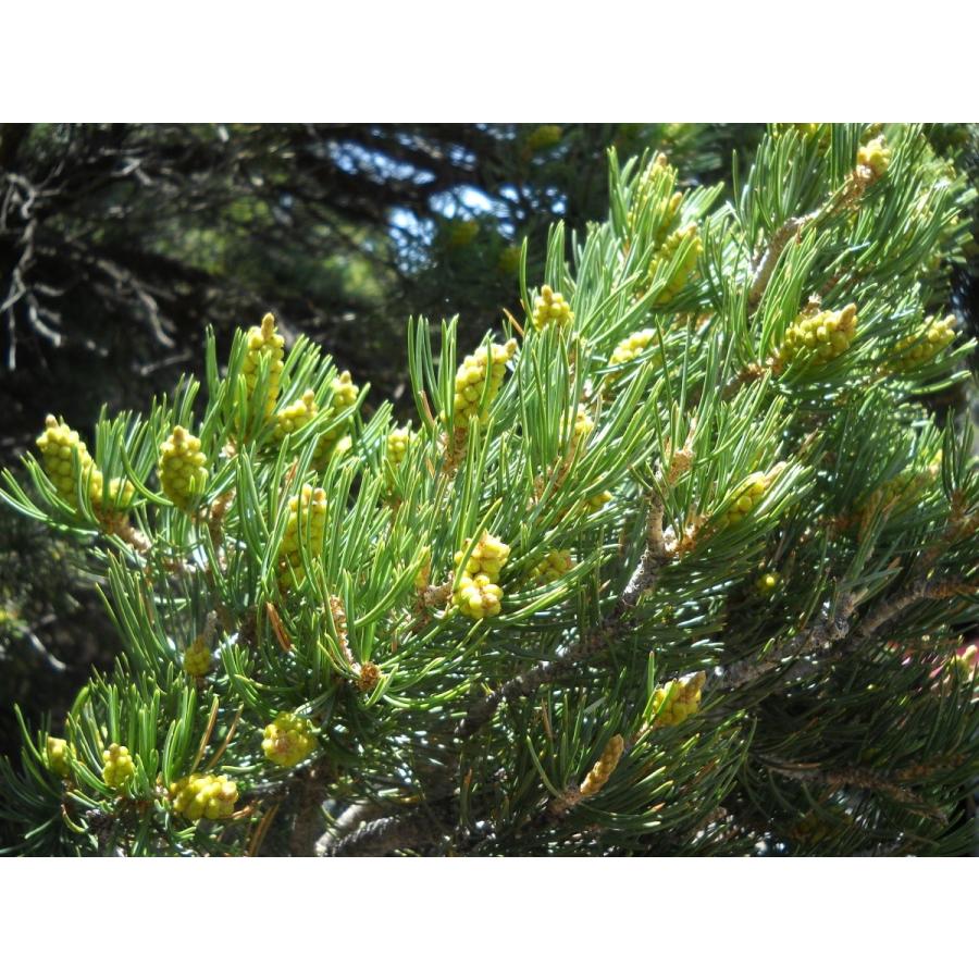コロラドピニョンマツ＜ピニョン松＞ 種子10粒 Rocky Mountain pinyon