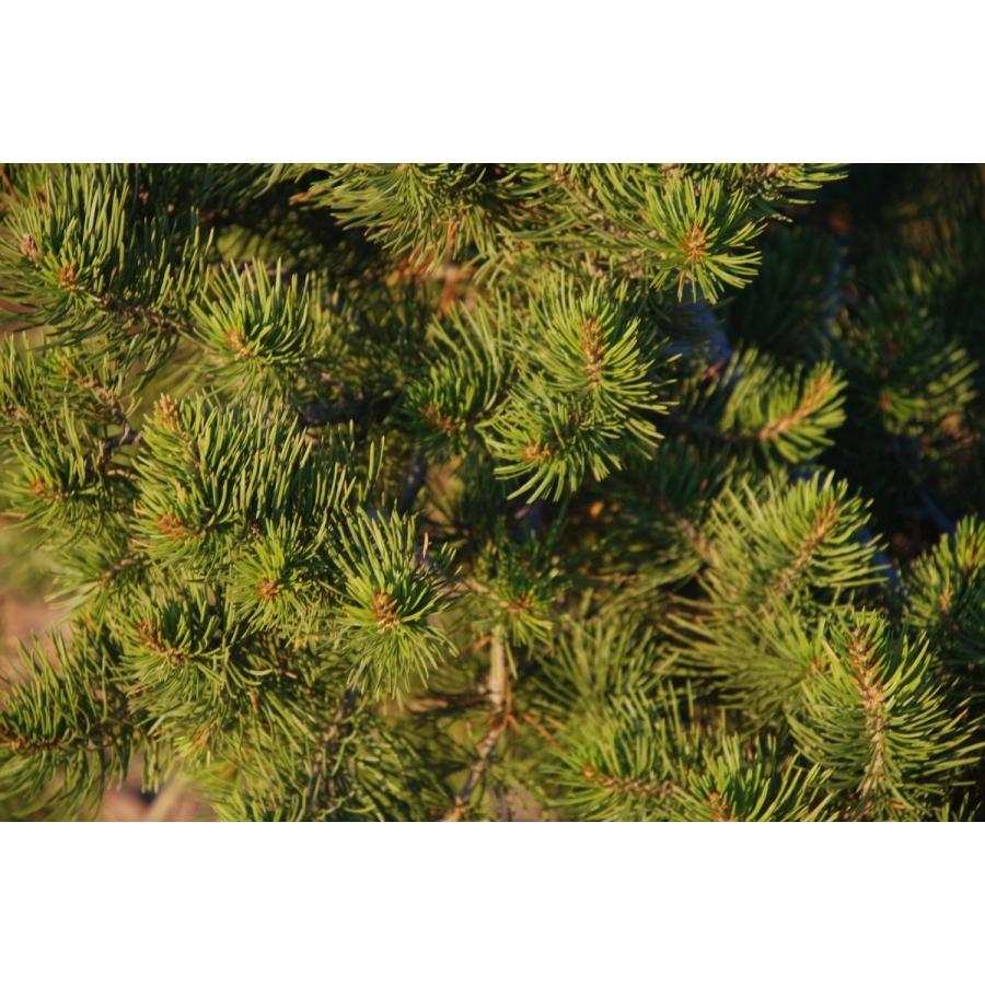 コロラドピニョンマツ＜ピニョン松＞ 種子10粒 Rocky Mountain pinyon