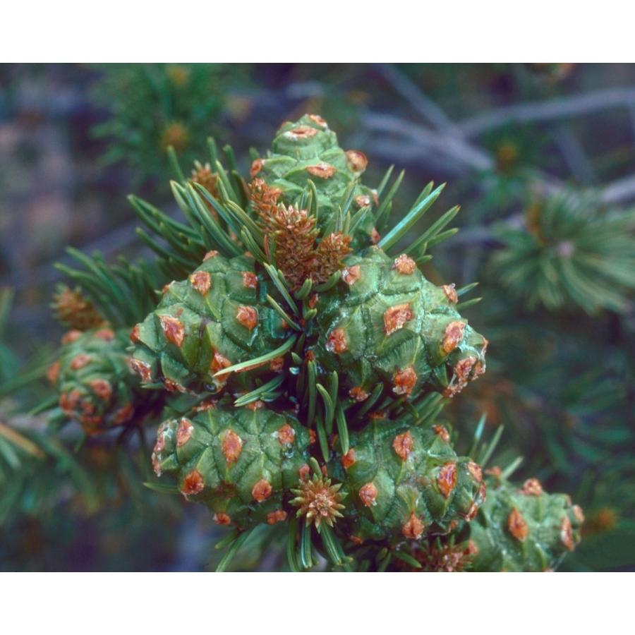 コロラドピニョンマツ＜ピニョン松＞ 種子10粒 Rocky Mountain pinyon