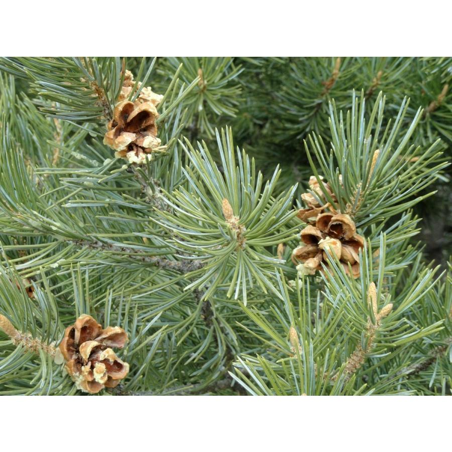 コロラドピニョンマツ＜ピニョン松＞ 種子10粒 Rocky Mountain pinyon