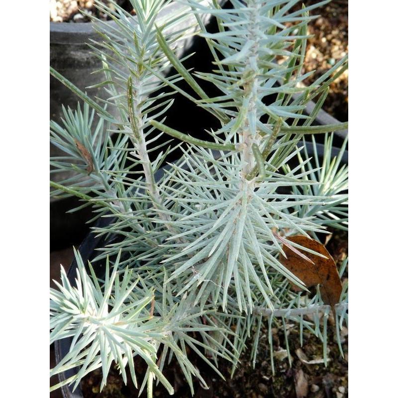 コロラドピニョンマツ＜ピニョン松＞ 種子10粒 Rocky Mountain pinyon