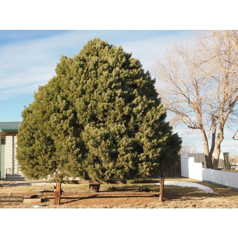 コロラドピニョンマツ＜ピニョン松＞ 種子10粒 Rocky Mountain pinyon