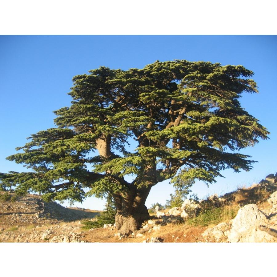 レバノンシダー（レバノン杉）種子20粒 Cedar of Lebanon 20 seeds