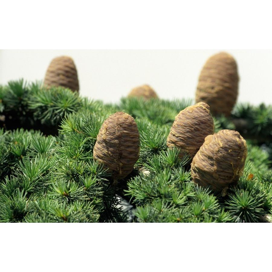 レバノンシダー（レバノン杉）種子20粒 Cedar of Lebanon 20 seeds
