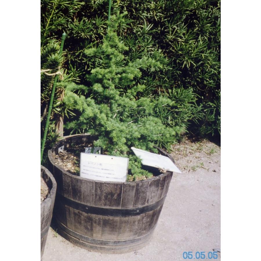 レバノンシーダー　オーレア レバノンシーダー オーレア - メルカリ