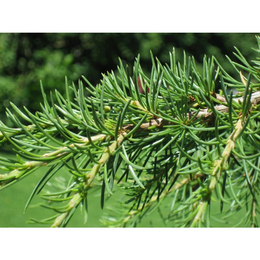 VOLVO cedrus  libani abies pinsapo 苗 レバノンシダー（レバノン杉）種子20粒 Cedar of Lebanon 20 seeds