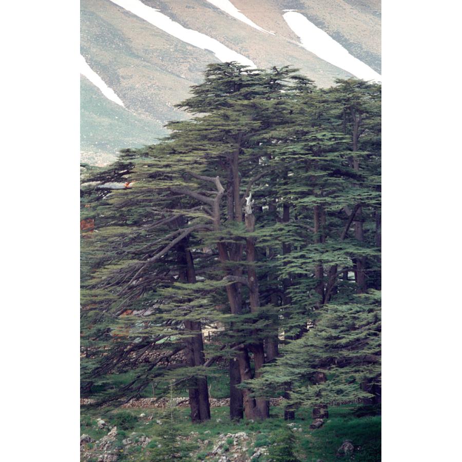 レバノンシーダー　オーレア GKZ植物事典・レバノンスギ