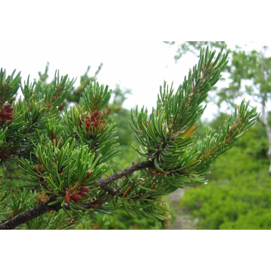 バンクスマツ＜バンクス松＞ 種子50粒 Jack pine 50 seeds : H.I.Tree C’s Yahoo!店 - 通販 ...