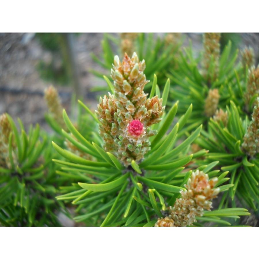 バンクスマツ＜バンクス松＞ 種子50粒 Jack pine 50 seeds : H.I.Tree C’s Yahoo!店 - 通販 ...