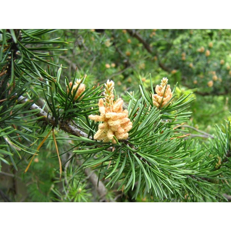 バンクスマツ＜バンクス松＞ 種子50粒 Jack pine 50 seeds : H.I.Tree C’s Yahoo!店 - 通販 ...