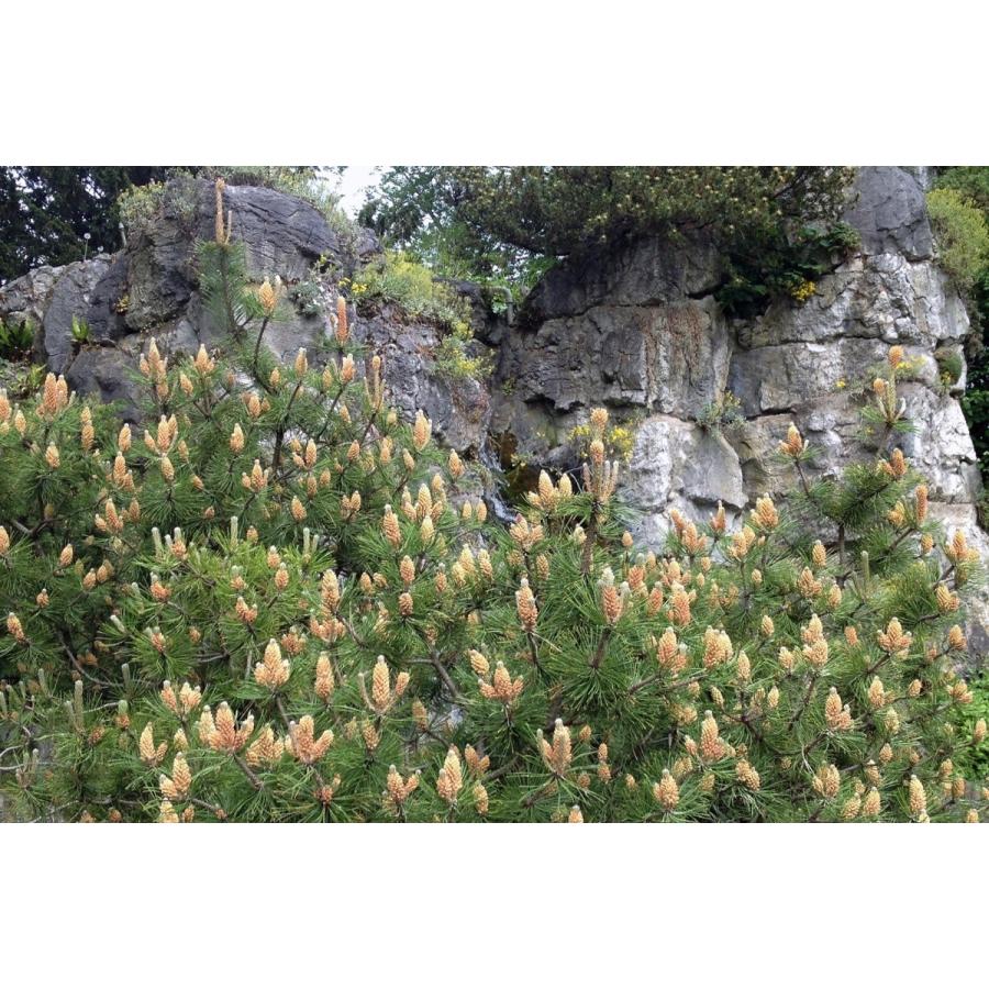 這性モンタナマツ（モンタナ松プミリオ） ［イタリア産］ 種子50粒