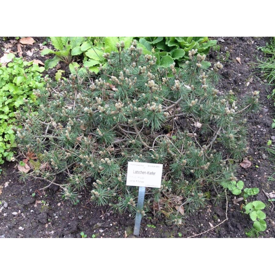 這性モンタナマツ（モンタナ松プミリオ） ［イタリア産］ 種子50粒