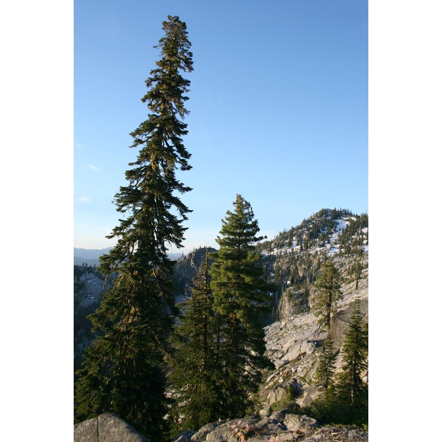 ウツクシモミ 種子20粒 Pacific silver fir 20 seeds|hitreecs-pro|02