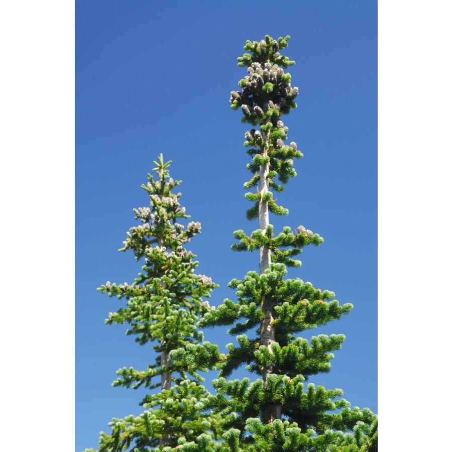 ウツクシモミ 種子20粒 Pacific silver fir 20 seeds|hitreecs-pro|03