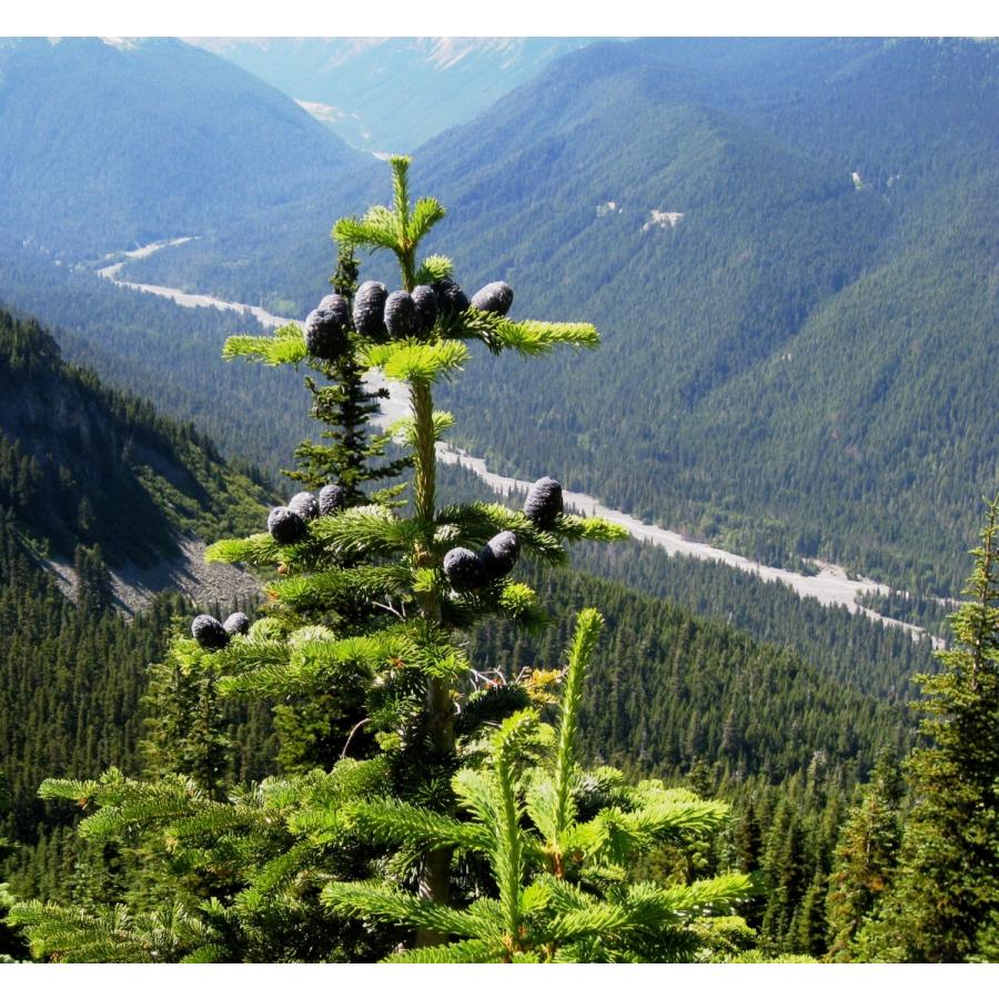 ウツクシモミ 種子20粒 Pacific silver fir 20 seeds|hitreecs-pro|04