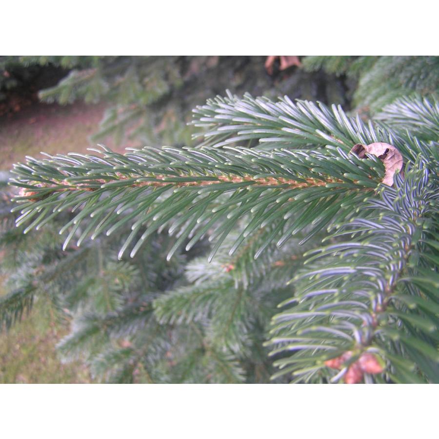 ウツクシモミ 種子20粒 Pacific silver fir 20 seeds|hitreecs-pro|05