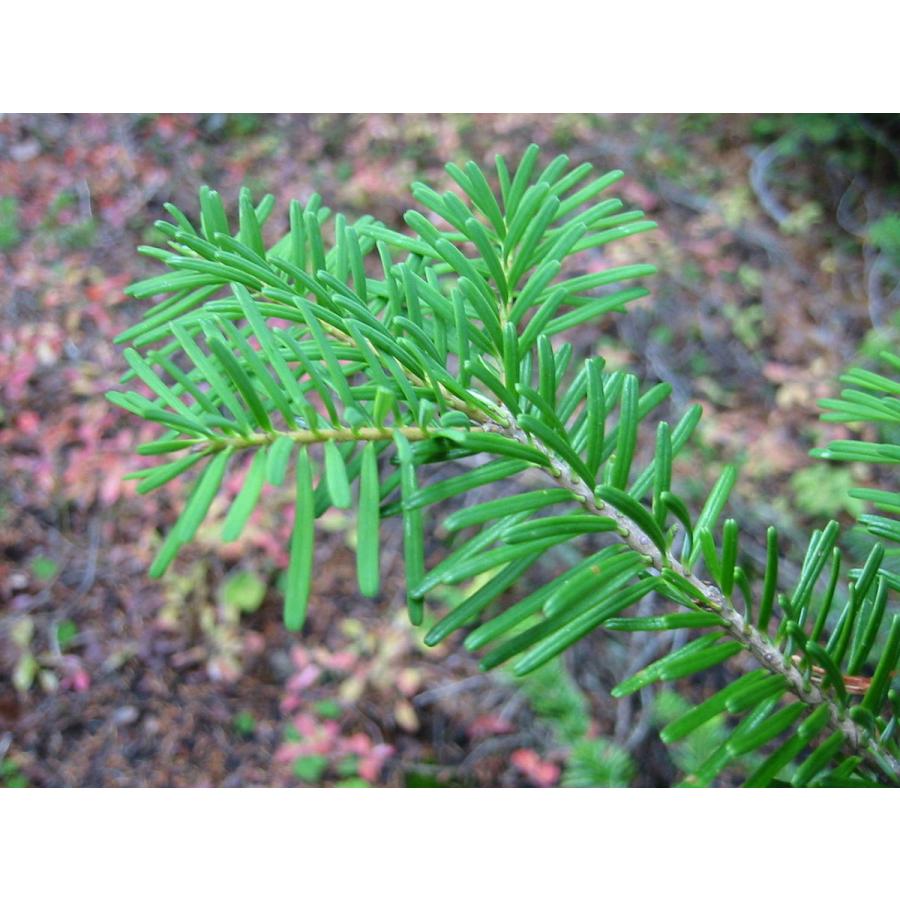 ウツクシモミ 種子20粒 Pacific silver fir 20 seeds|hitreecs-pro|06