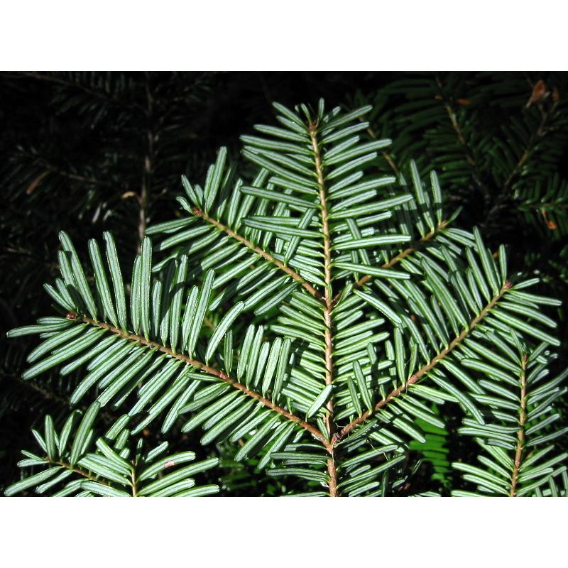 ウツクシモミ 種子20粒 Pacific silver fir 20 seeds|hitreecs-pro|07