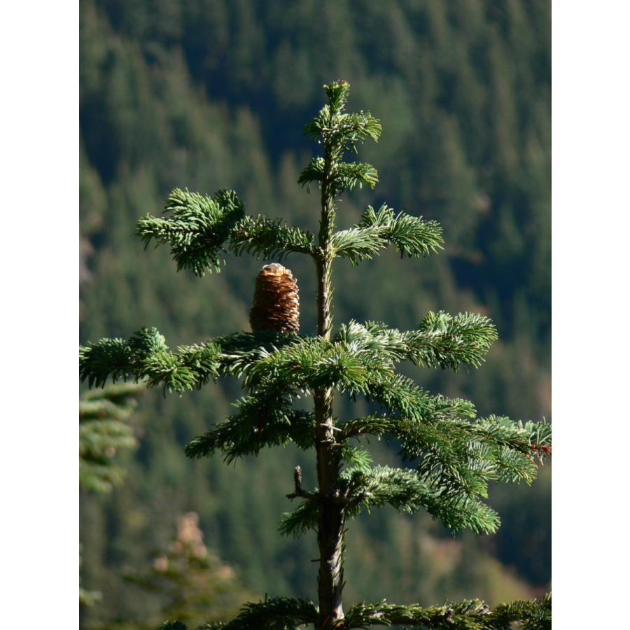 ウツクシモミ 種子20粒 Pacific silver fir 20 seeds|hitreecs-pro|08
