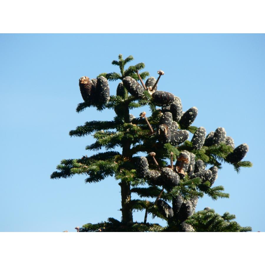 ウツクシモミ 種子20粒 Pacific silver fir 20 seeds|hitreecs-pro|09
