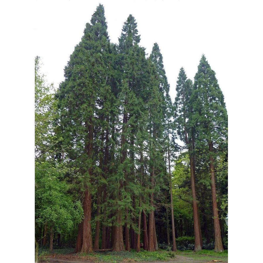 ギガントセコイア（セコイアオスギ） 種子30粒 Giant sequoia 30 seeds