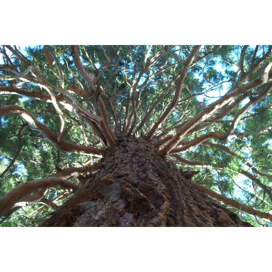 ギガントセコイア（セコイアオスギ） 種子30粒 Giant sequoia 30 seeds