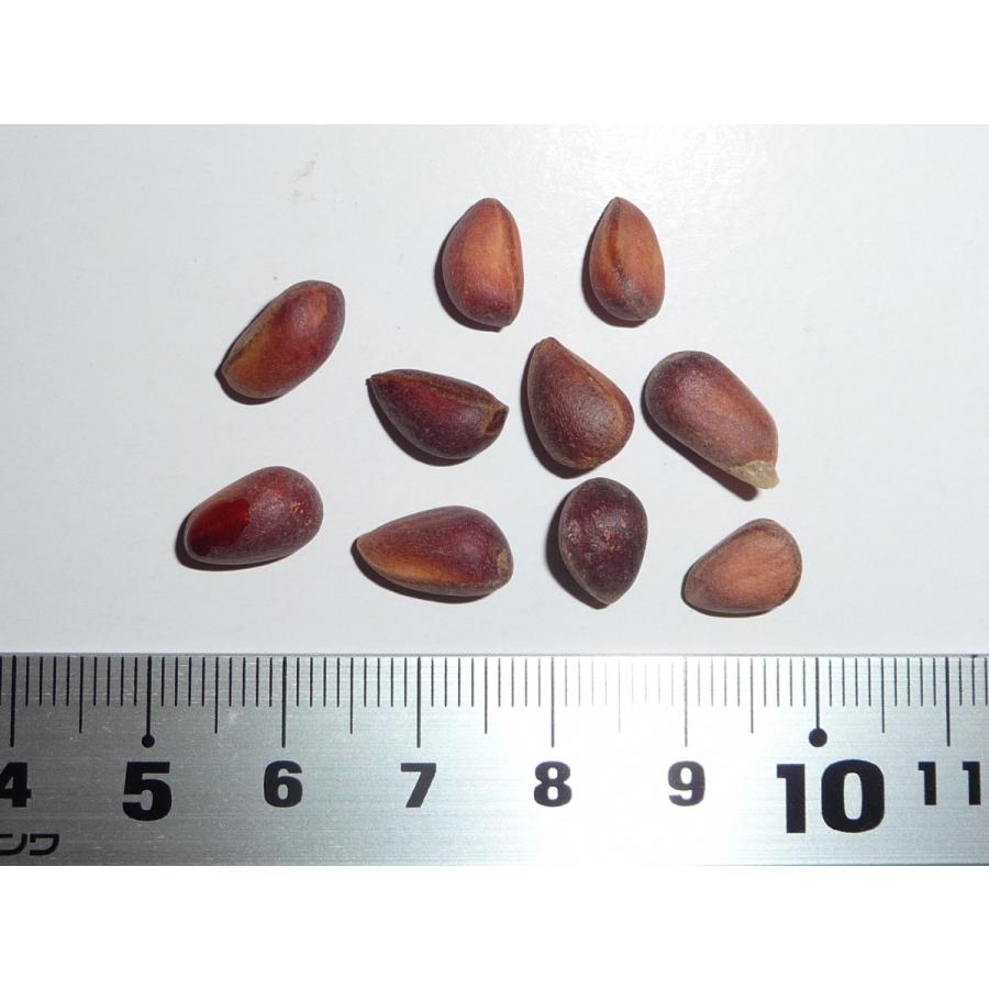 アメリカシロゴヨウ 種子10粒 Whitebark pine 10 seeds : H.I.Tree C's