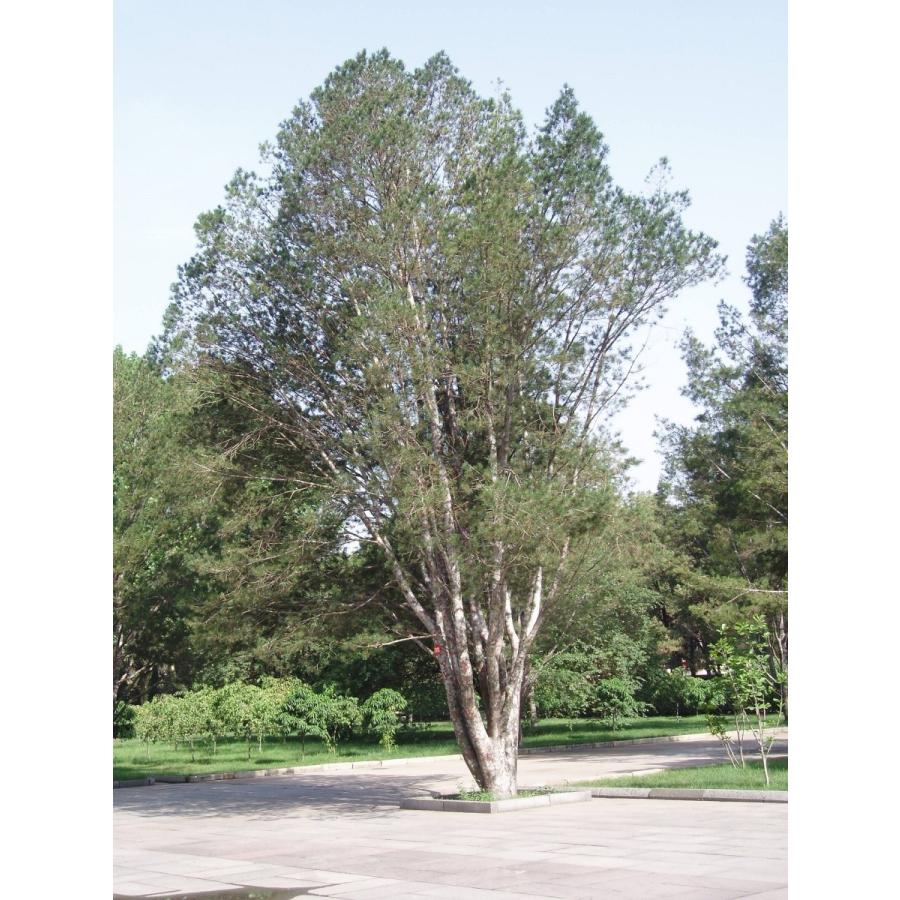 シロマツ＜白松＞ 種子20粒 Lace bark pine 20 seeds : H.I.Tree C's