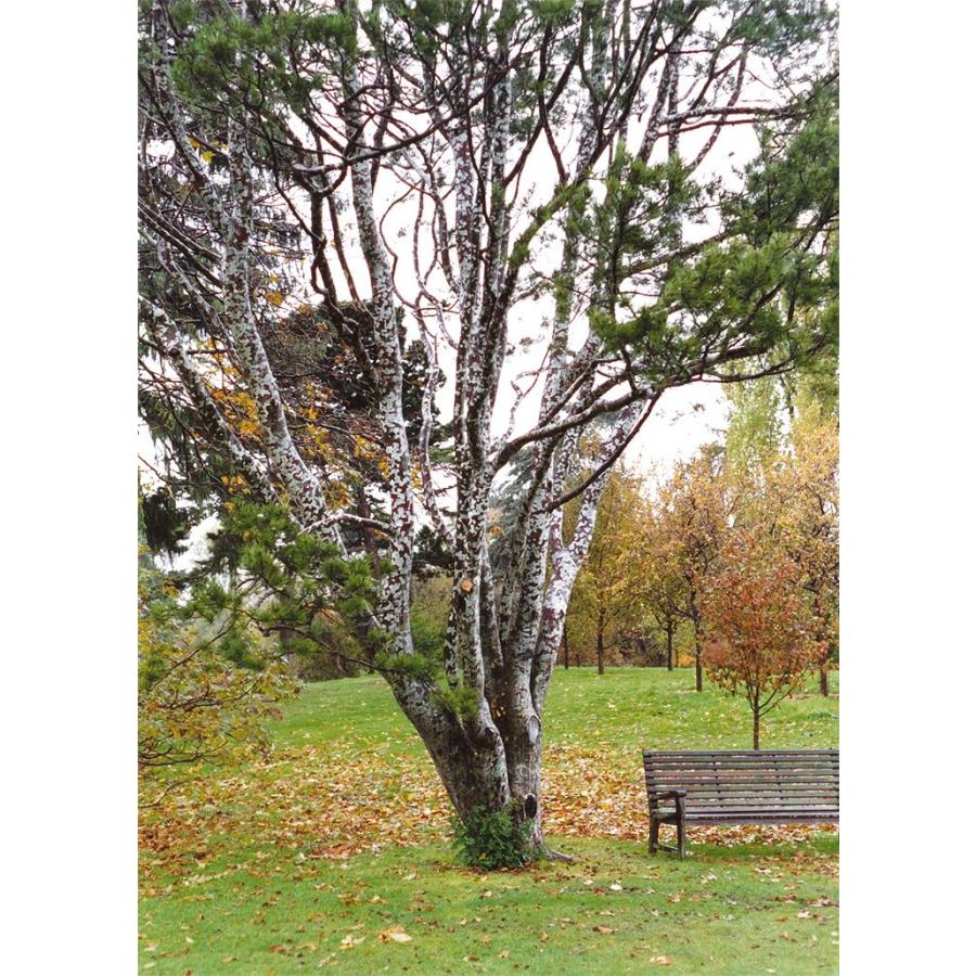 シロマツ＜白松＞ 種子20粒 Lace bark pine 20 seeds : H.I.Tree C's