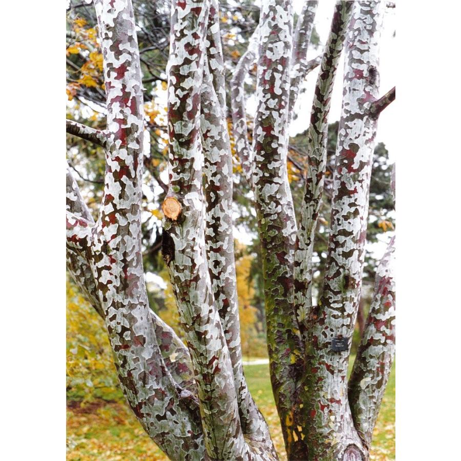 シロマツ＜白松＞ 種子20粒 Lace bark pine 20 seeds : H.I.Tree C's