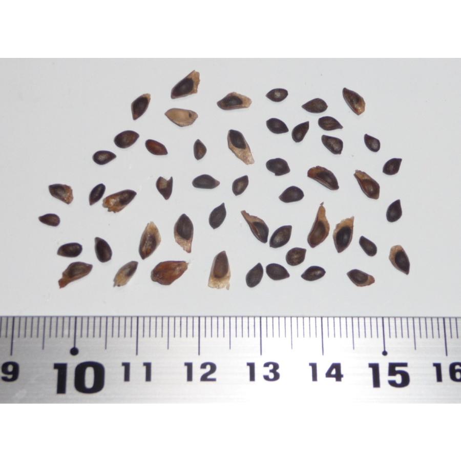 (mayu)ロンギツベルクローサ 新鮮種子 選別済 50粒 GYOKOU ROD OL6-S53L【おり釣具×レベロク】漁港ロッド