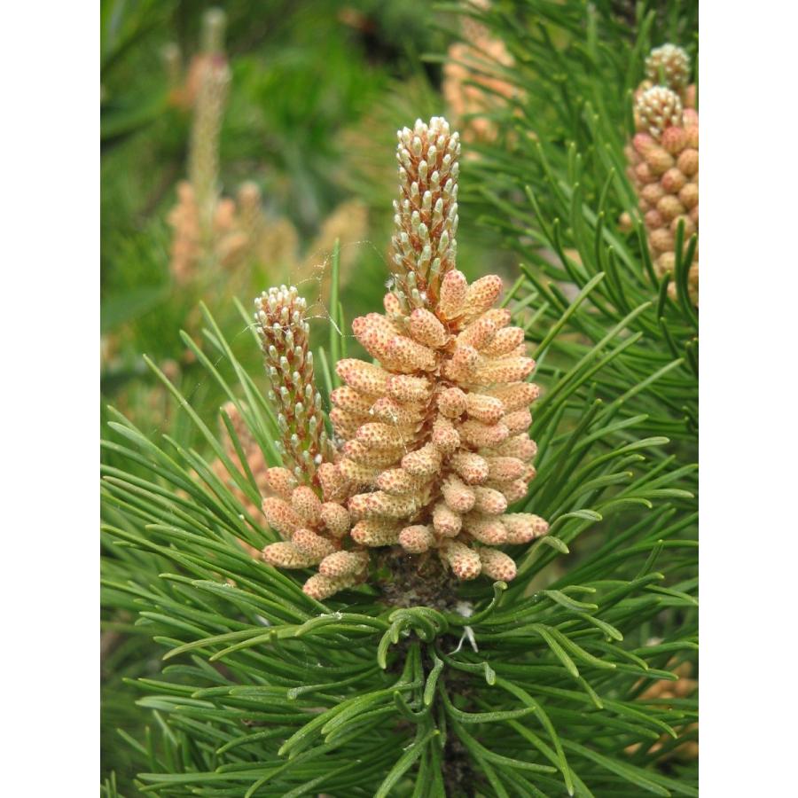 (mayu)ロンギツベルクローサ 新鮮種子 選別済 50粒 GYOKOU ROD OL6-S53L【おり釣具×レベロク】漁港ロッド