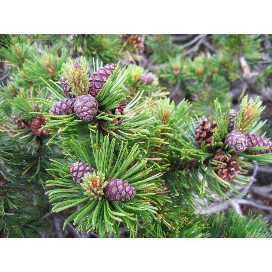 (mayu)ロンギツベルクローサ 新鮮種子 選別済 50粒 GYOKOU ROD OL6-S53L【おり釣具×レベロク】漁港ロッド