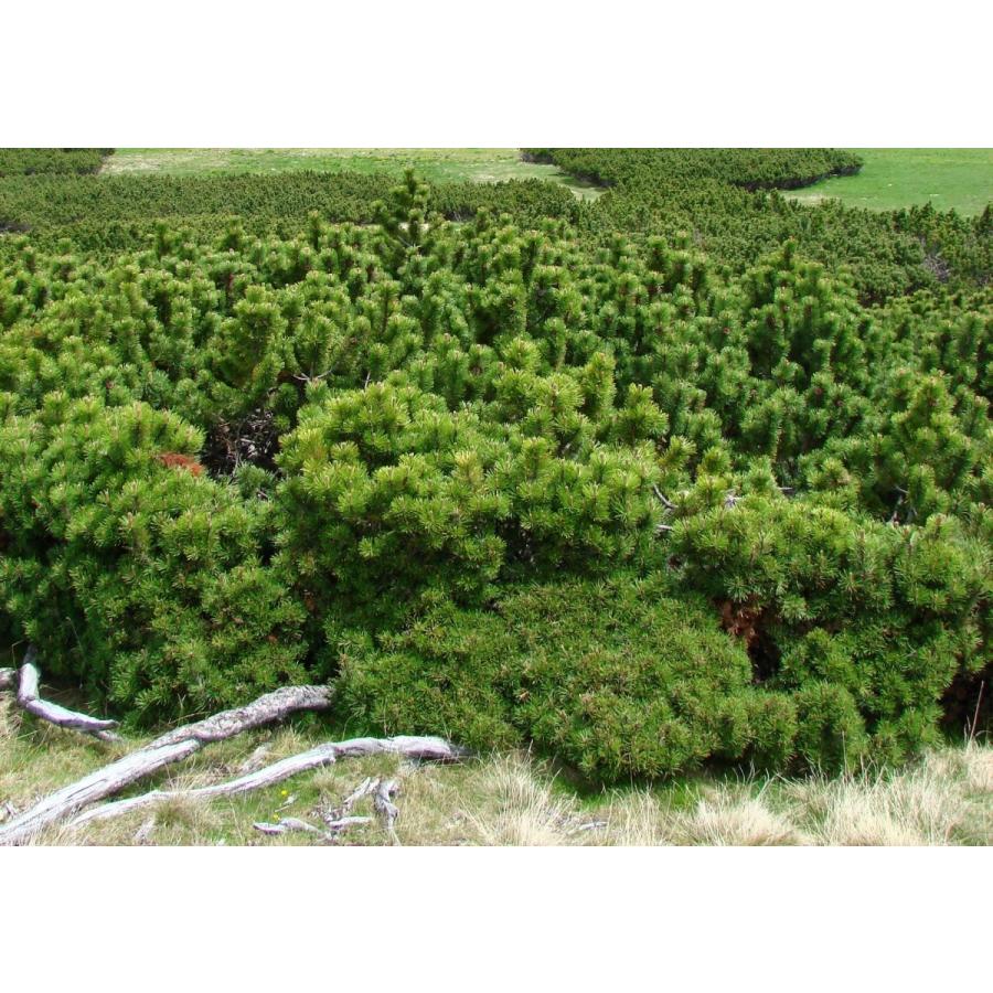 ムグスマツ＜ムグス松＞ 種子50粒 Mugo pine 50 seeds : H.I.Tree C's