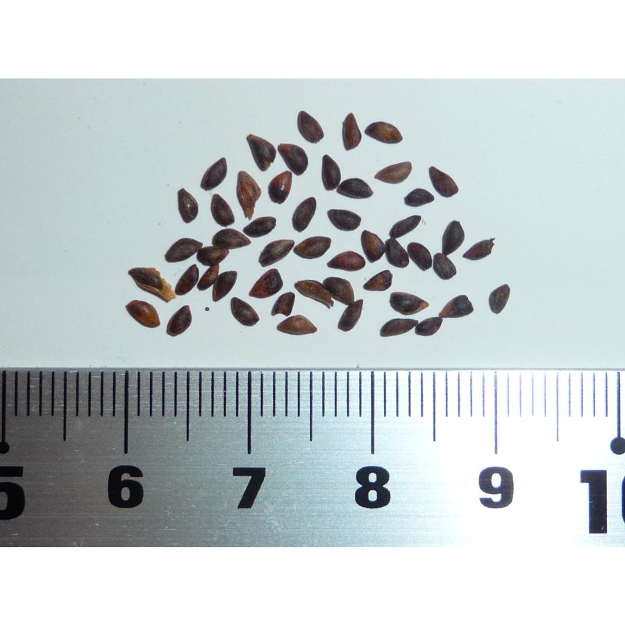 エゾマツ＜蝦夷松＞ 種子50粒 Jezo Spruce 50 seeds : H.I.Tree C's