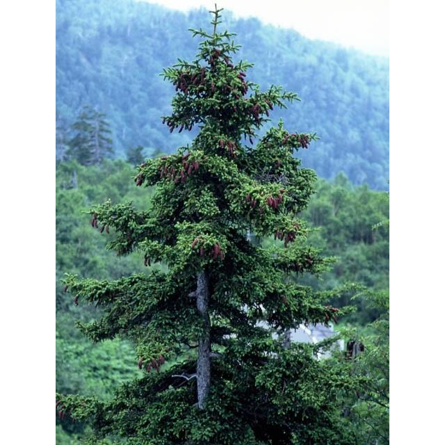 北の蝦夷 松の木 特大苗木1メートル50センチ - コニファー・針葉樹 北の蝦夷 松の木 特大苗木1メートル50センチ - コニファー・針葉樹