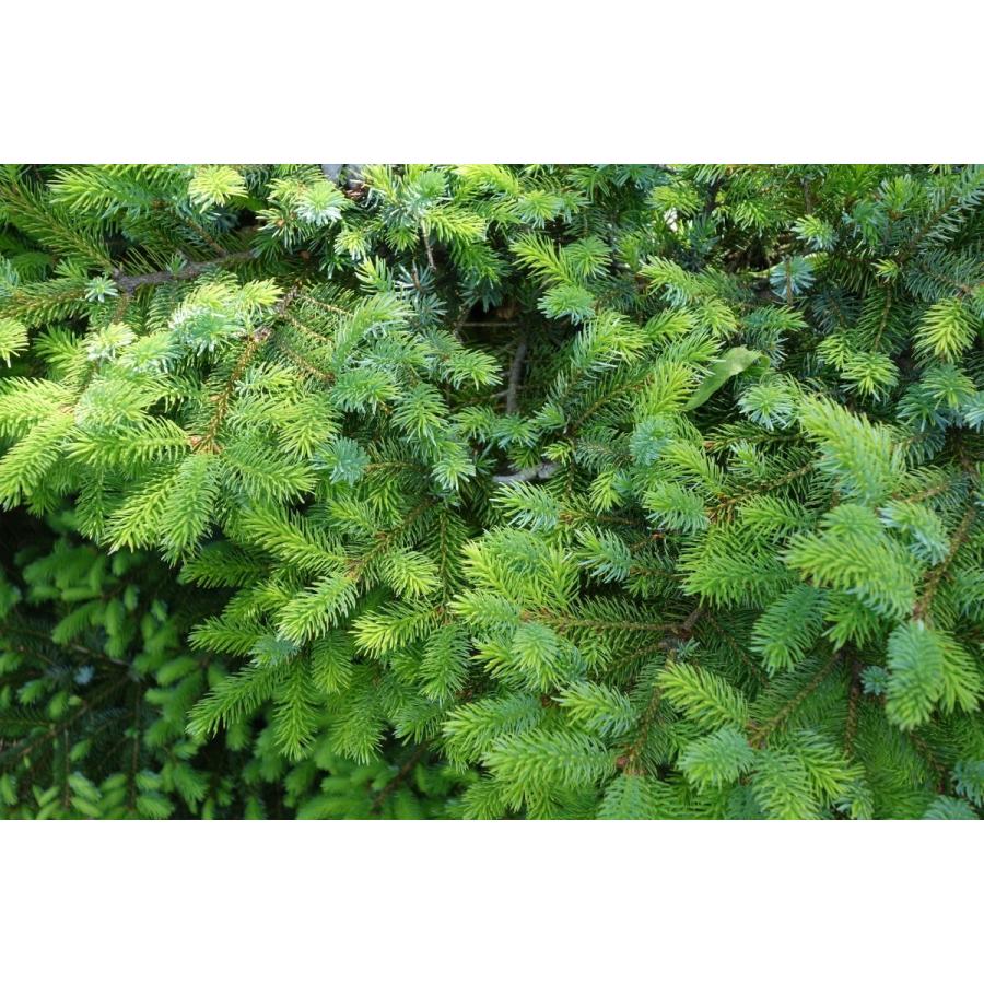 エゾマツ＜蝦夷松＞ 種子50粒 Jezo Spruce 50 seeds : H.I.Tree C's