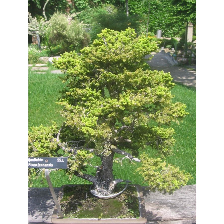エゾマツ＜蝦夷松＞ 種子50粒 Jezo Spruce 50 seeds : H.I.Tree C's