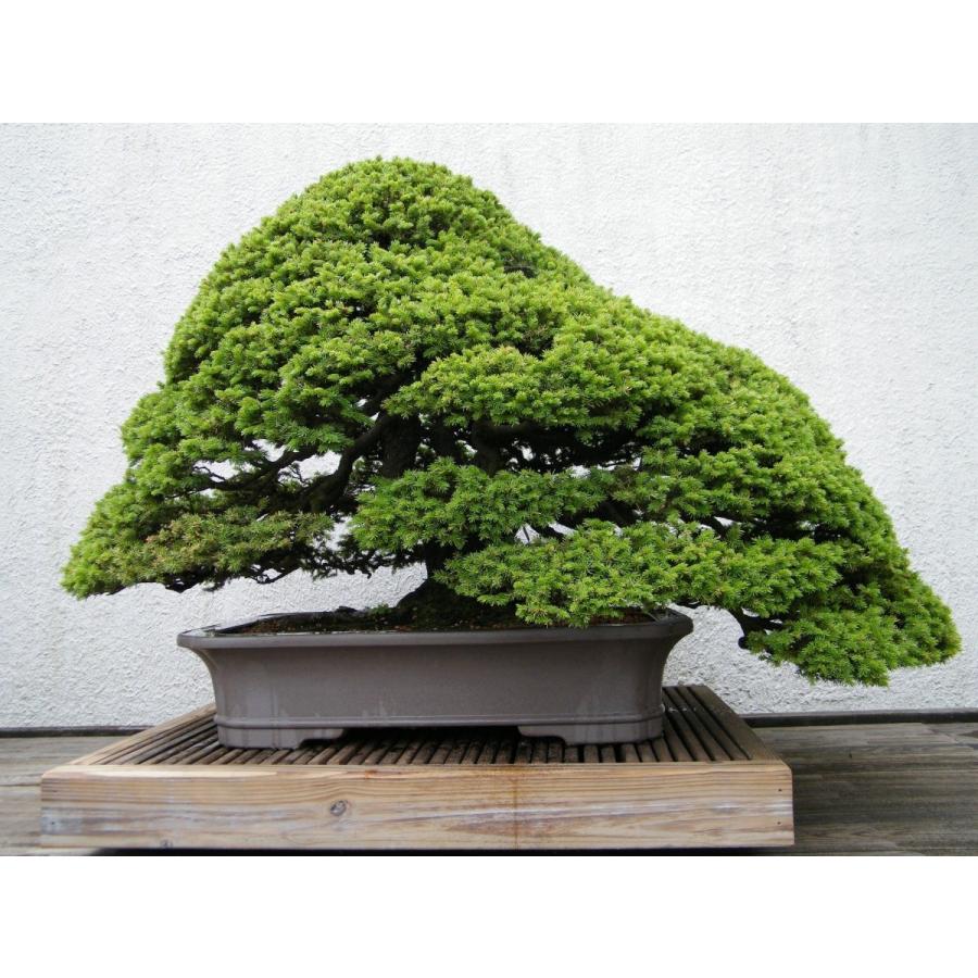 エゾマツ＜蝦夷松＞ 種子50粒 Jezo Spruce 50 seeds : H.I.Tree C's