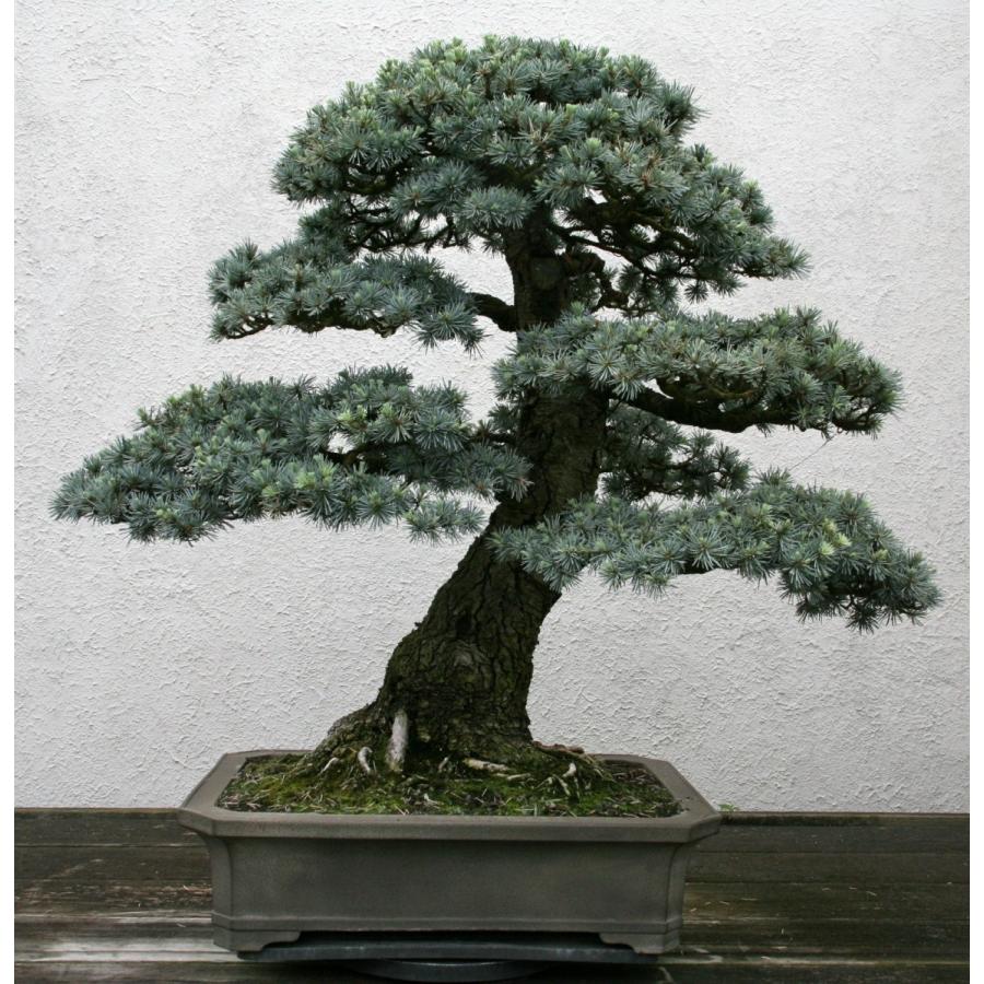 アトラスシダー（アトラス杉） 種子20粒 Atlas Cedar 20 seeds : H.I. 