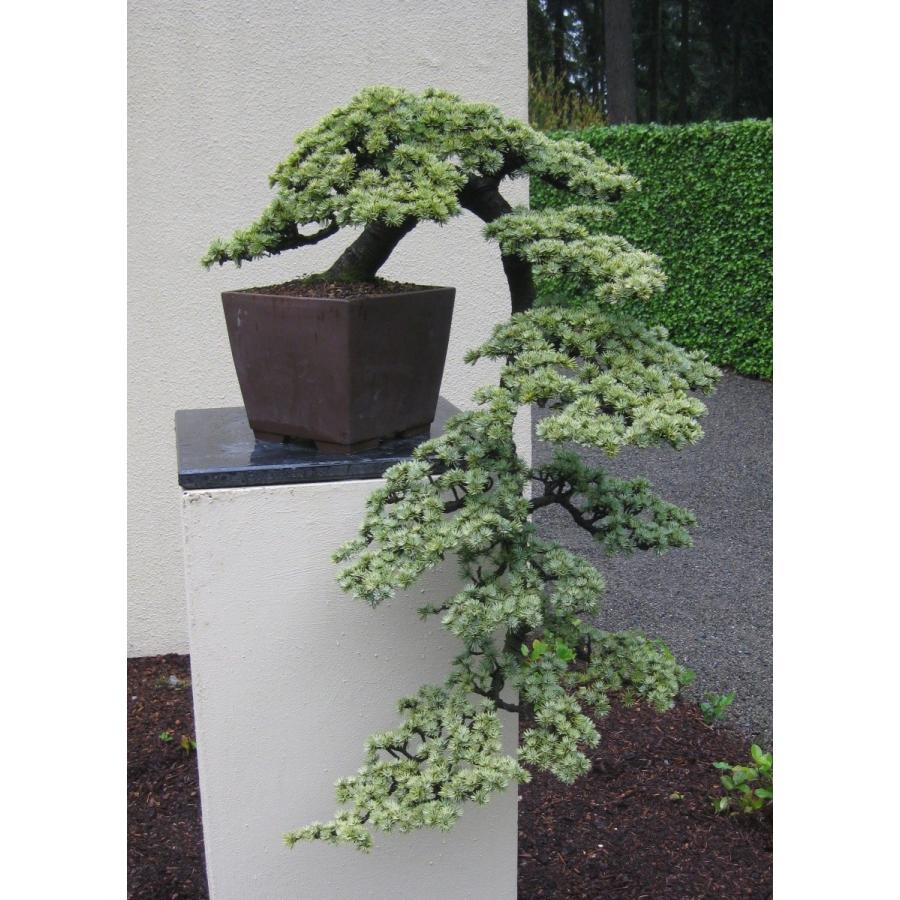 アトラスシダー（アトラス杉） 種子20粒 Atlas Cedar 20 seeds : H.I.