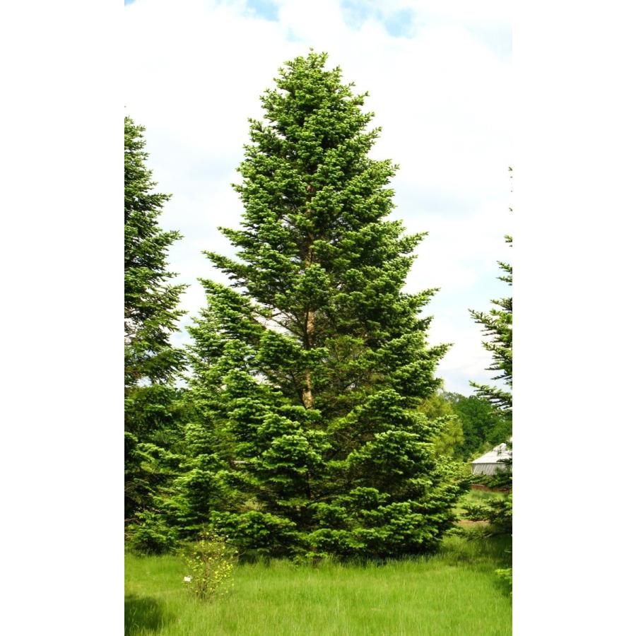 コーカサスモミ 種子20粒 Caucasian fir 20 seeds : H.I.Tree C's