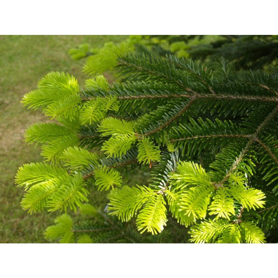 コーカサスモミ 種子20粒 Caucasian fir 20 seeds : H.I.Tree C's