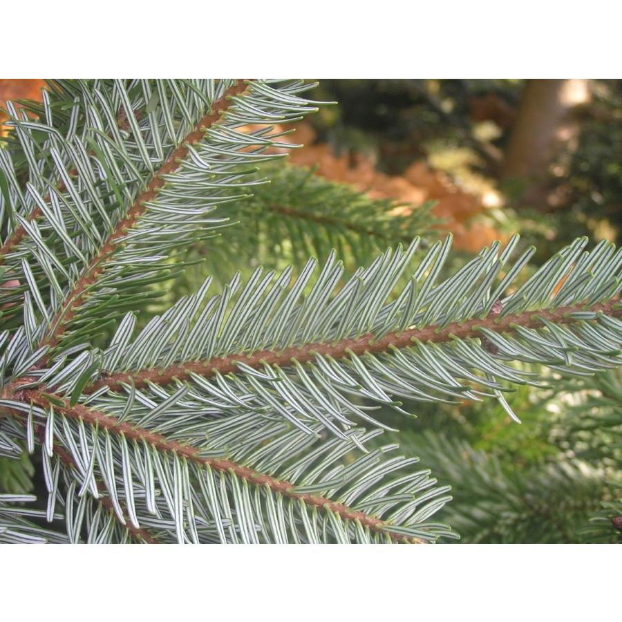 コーカサスモミ 種子20粒 Caucasian fir 20 seeds : H.I.Tree C's
