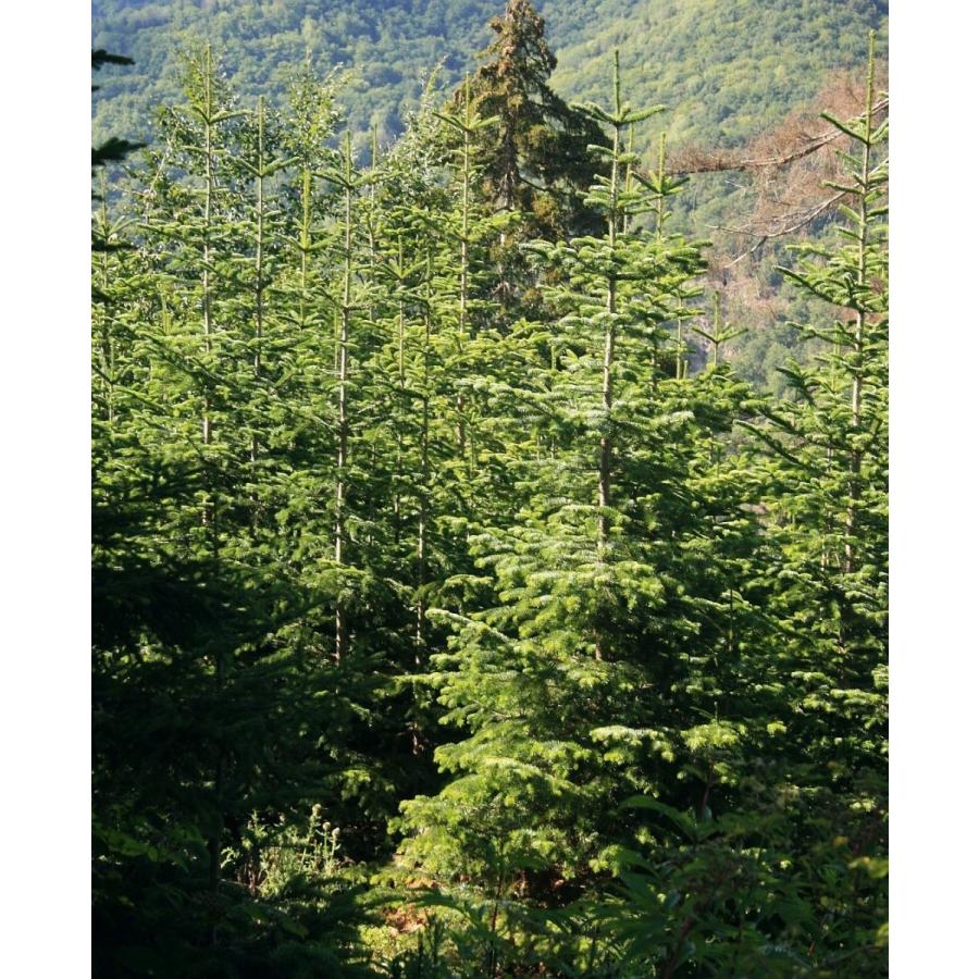 コーカサスモミ 種子20粒 Caucasian fir 20 seeds : H.I.Tree C's